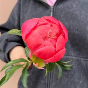 Коралловый пион меняющий цвет поштучно