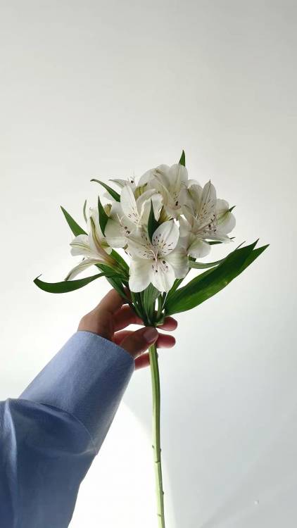 Альстромерия Альстромерия