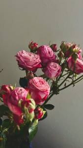 Роза кустовая пионовидная 