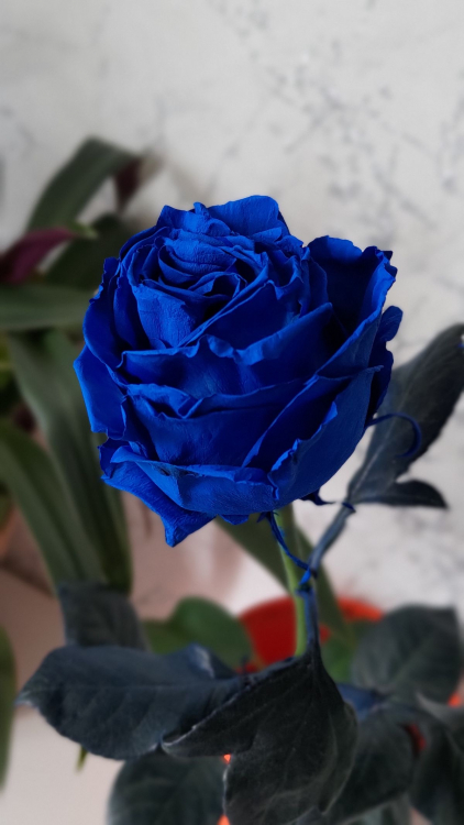 Роза синяя