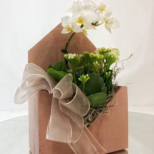 Фито - композиция № 11