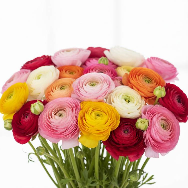 Ранункулюсы Ранункулюсы