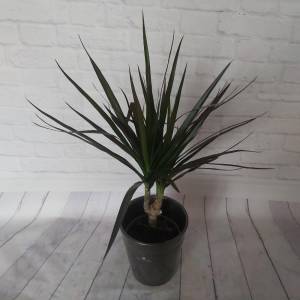 Драцена в керамическом кашпо