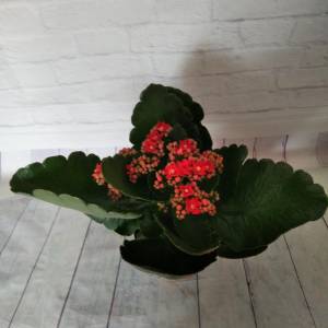 Каланхоэ домашний