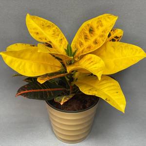 Кротон в кашпо