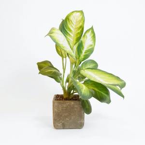 Завод Диффенбахия