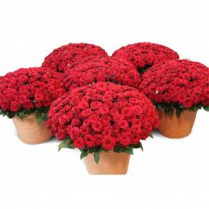  Букет из 1001 розы "Роскошь"