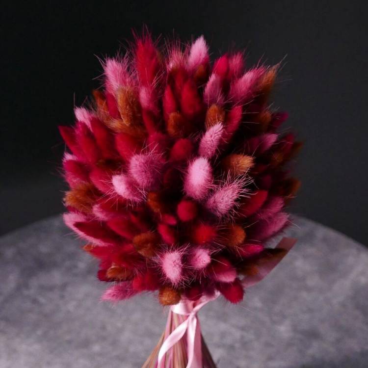 Лагурус "Пушистое Облако" Лагурус "Пушистое Облако"